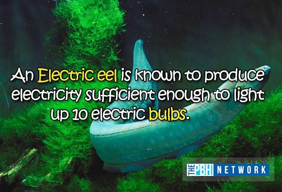 Ocean Animal Facts About Electric Eels