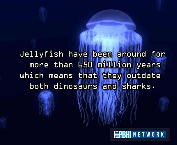 Jellyfish Facts