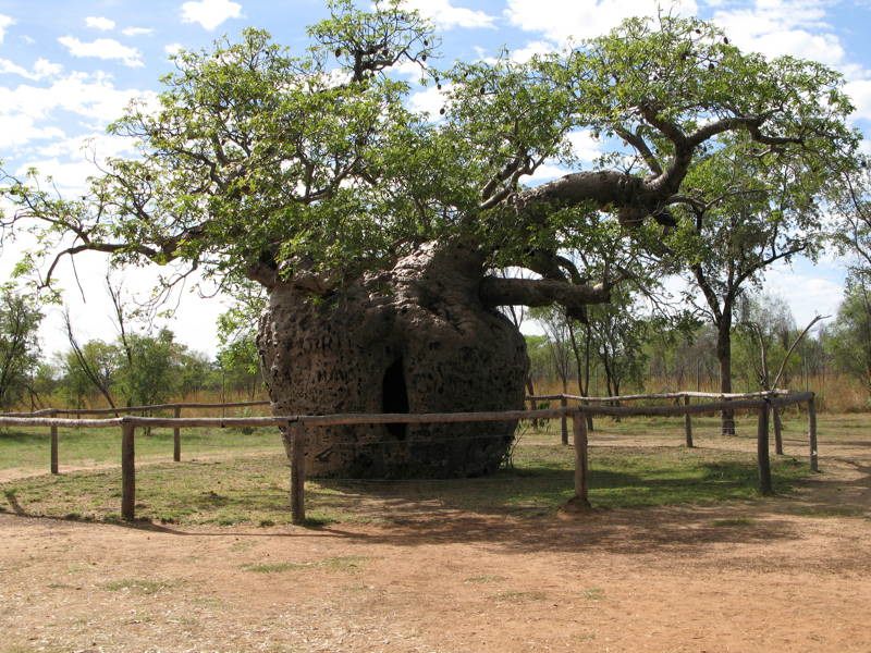 Boab Prisoner Tree
