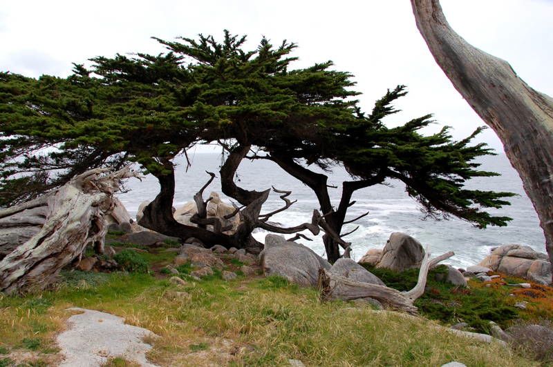 Amazing Trees Lone Cypress In California