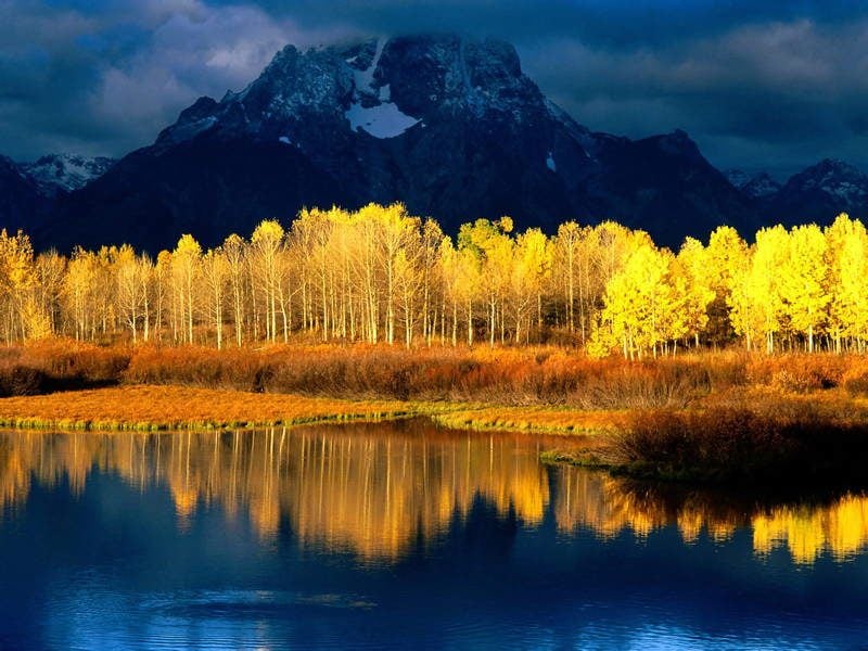 Quaking Aspen Tree Photograph