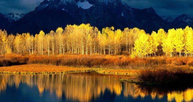 Aspen Trees