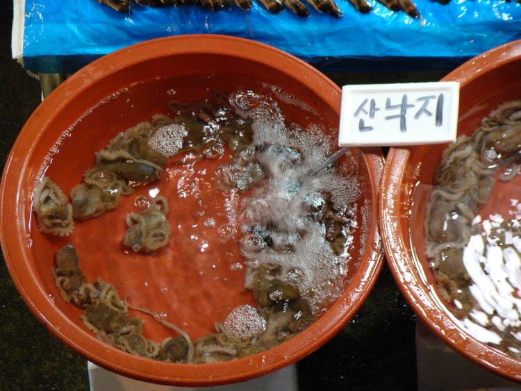 Bizarre Seafood Sannakji 1