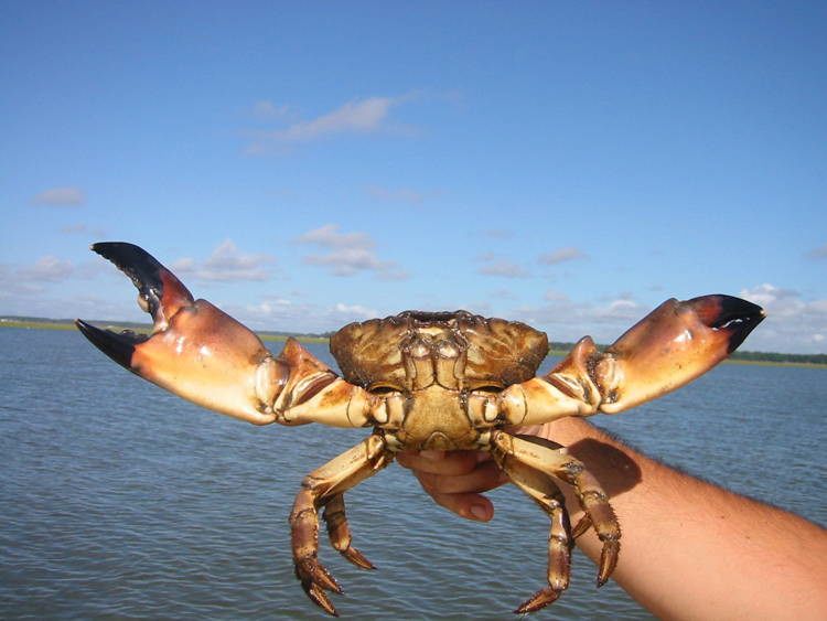 Bizarre Seafood Stone Crab 1