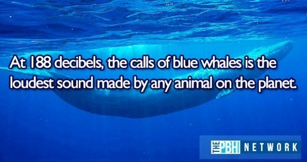 Ocean Animals Facts