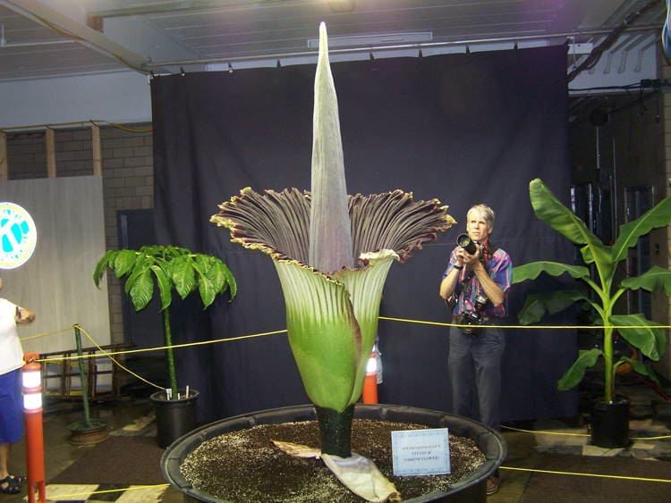 The World's Largest And Smelliest Flowers Corpse Flower