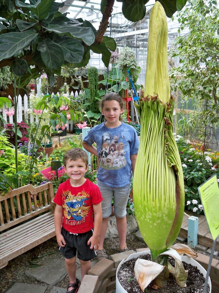 Largest And Smelliest Flowers Corpse Flower
