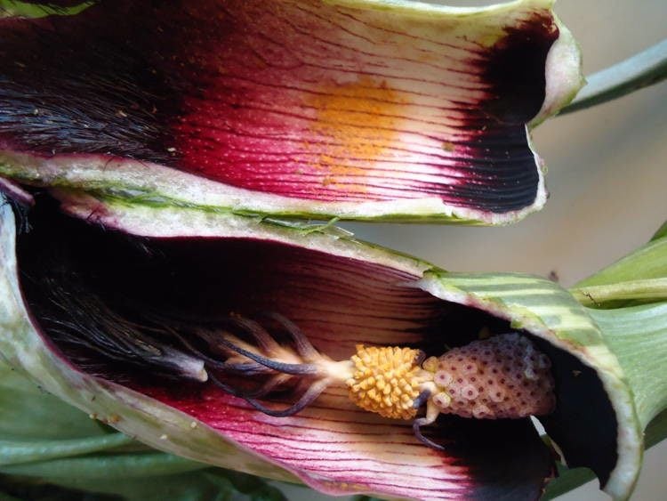 The Dead Horse Arum Lily