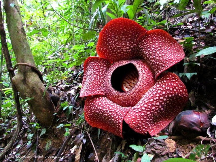 Largest Smelliest Flowers Raffesia 4