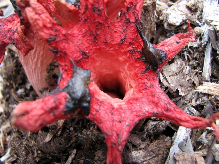 The World's Largest And Smelliest Flowers Stinkhorn Flower