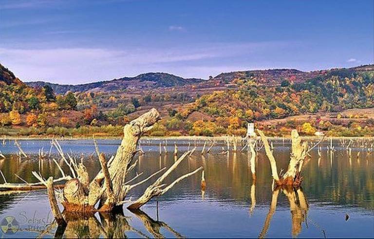 Sunken Forests Lake Bezid