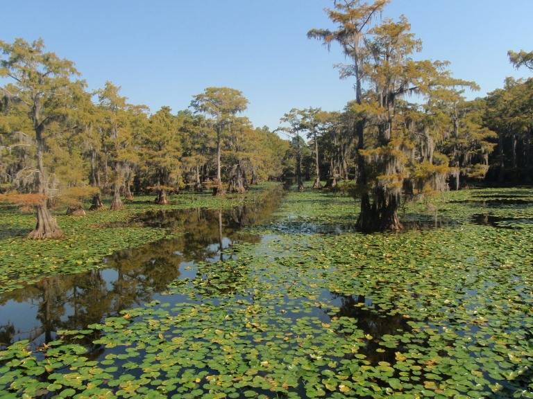 Lake Caddo Forest