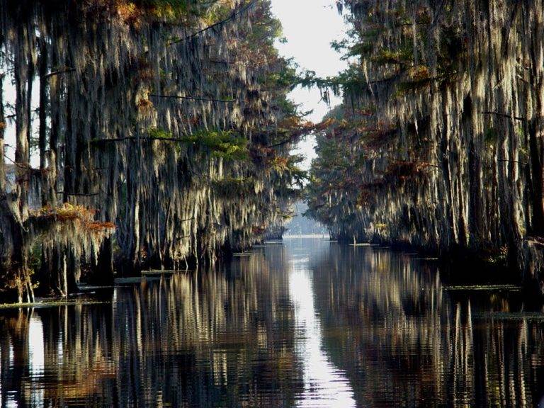 Amazing Sunken Forests Lake Caddo