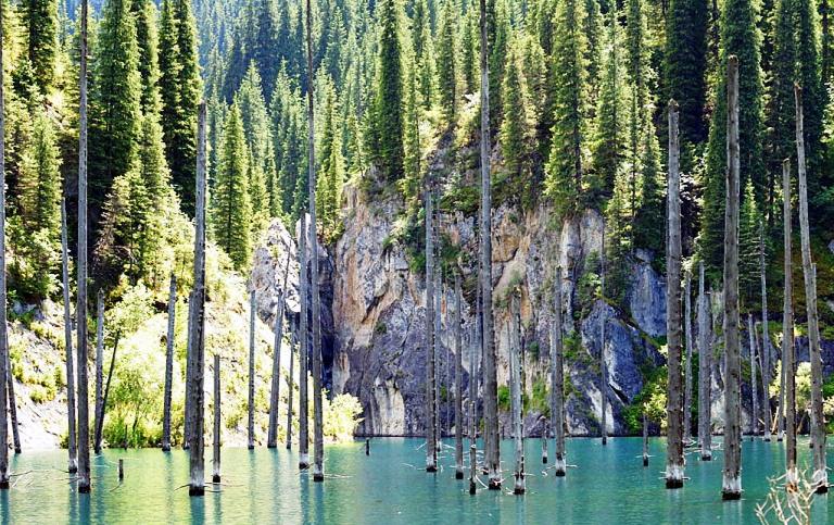 Sunken Forest In Lake Kaindy