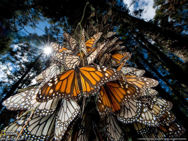 Monarch Butterfly Migrations