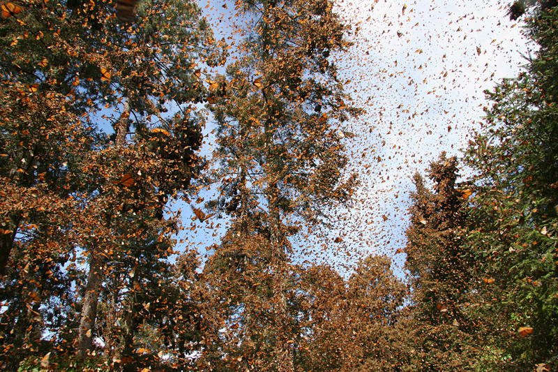 Mind-Blowing Natural Phenomena Monarch Migration