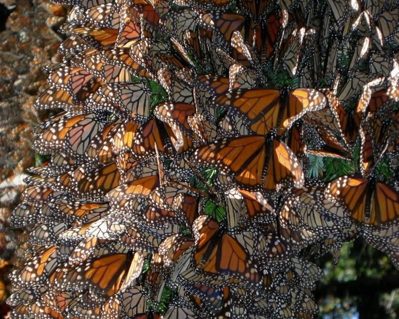 Monarch Butterfly Migrations