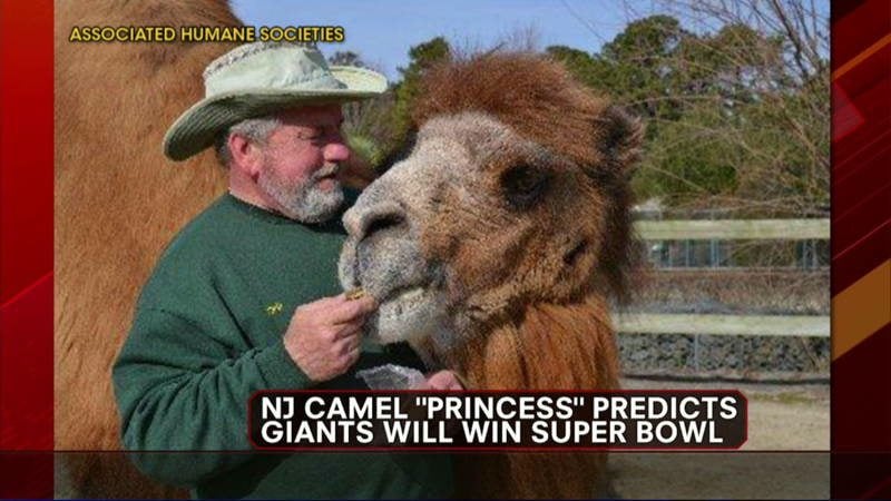 Animals With Sixth Sense Camel the Princess