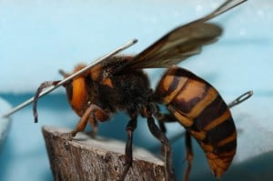 Scary Animals Asian Hornet