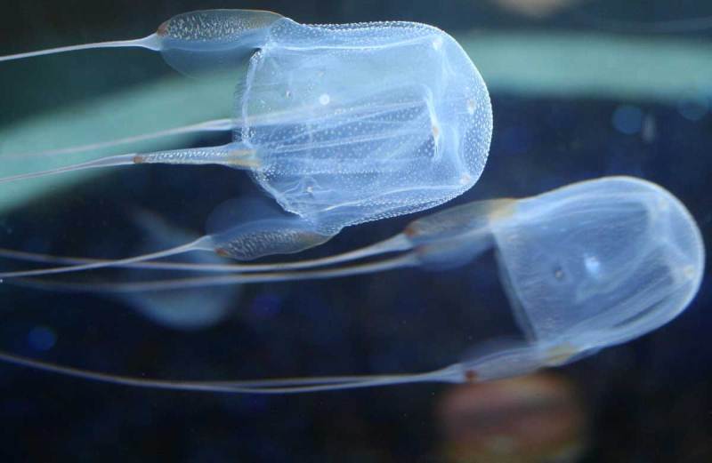 Deadliest Animals Box Jellyfish