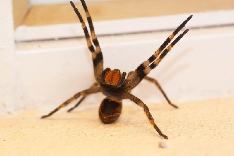 Deadliest Animals Brazilian Wandering Spider