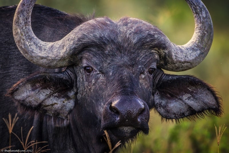 Cape Buffalo