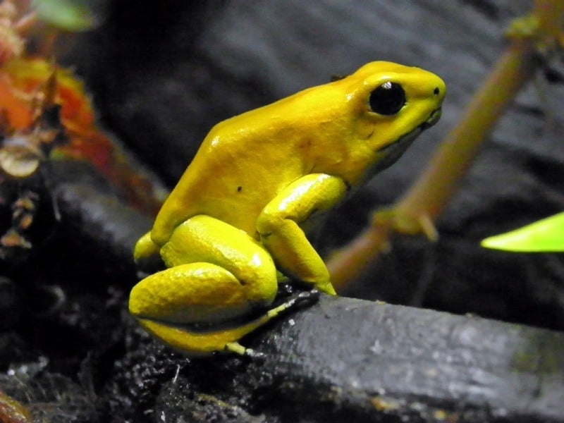 Deadliest Animals Poison Dart Frog