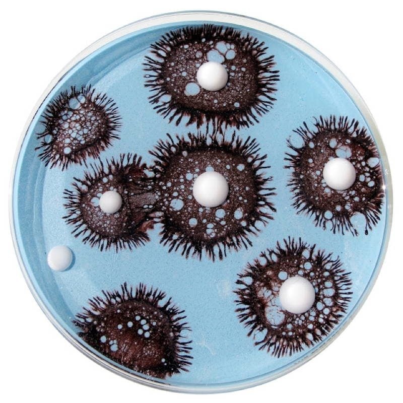 Petri Art 2