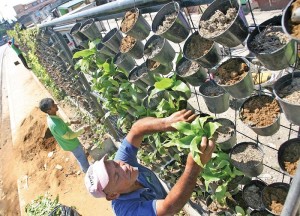 Vertical Gardens Planting
