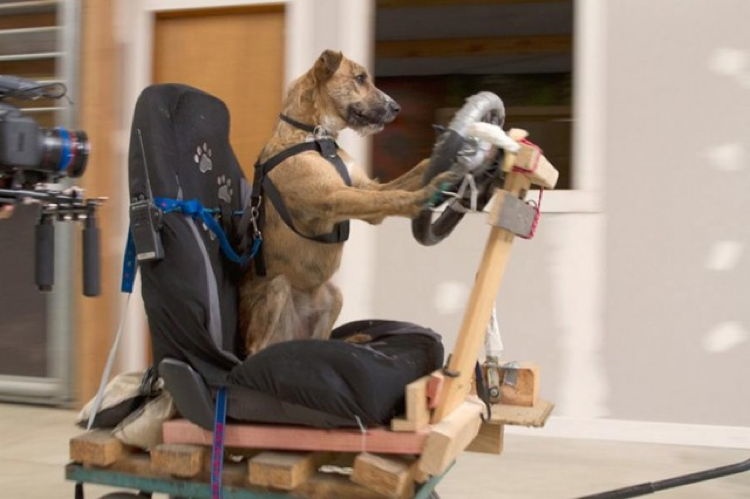 Rescue Dogs 1