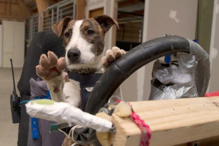 Rescue Dogs 3