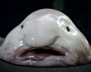 ugly fish blob