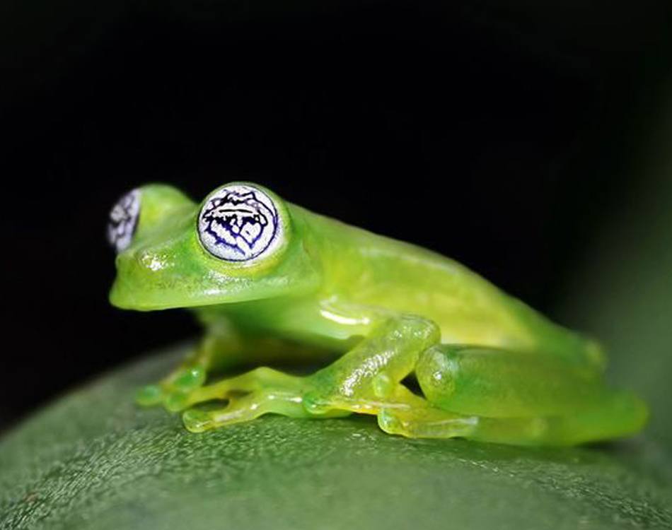 The 6 Most Bizarre Animals In The World
