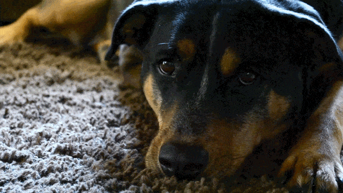Dog Cinemagraph GIF