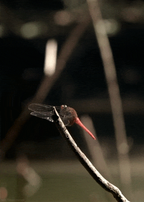 Nature GIFs Dragonfly