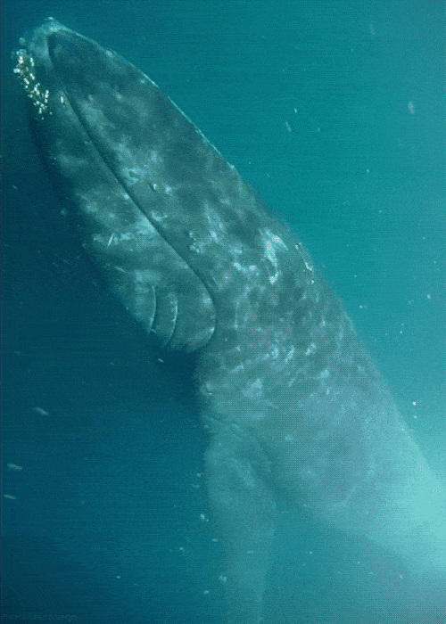 Whale GIF