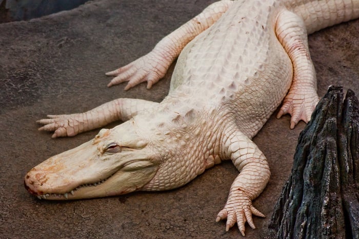 Animal Albinism Alligator