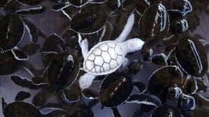 Albino Green Sea Turtle