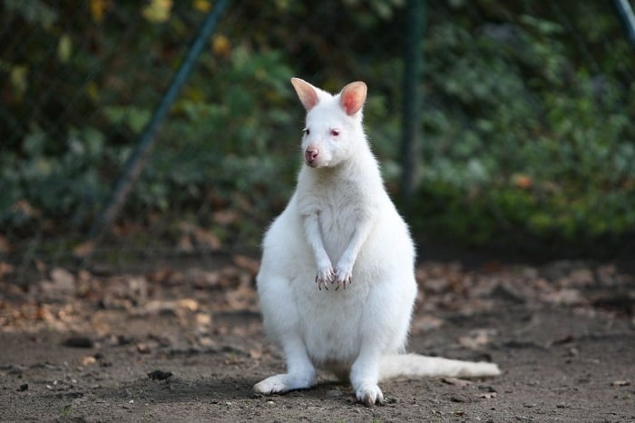 Albino Animals Kangaroo