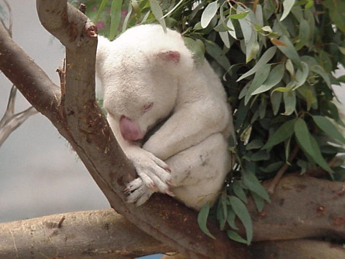 Animal Albinism In A Koala