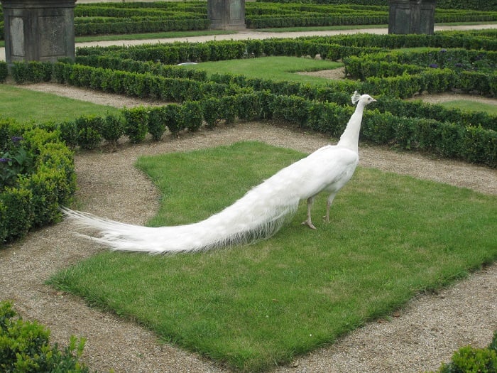 Animal Albinism Peacock In Garden