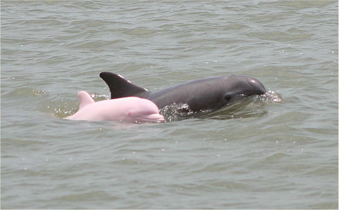 Pinky The Dolphin