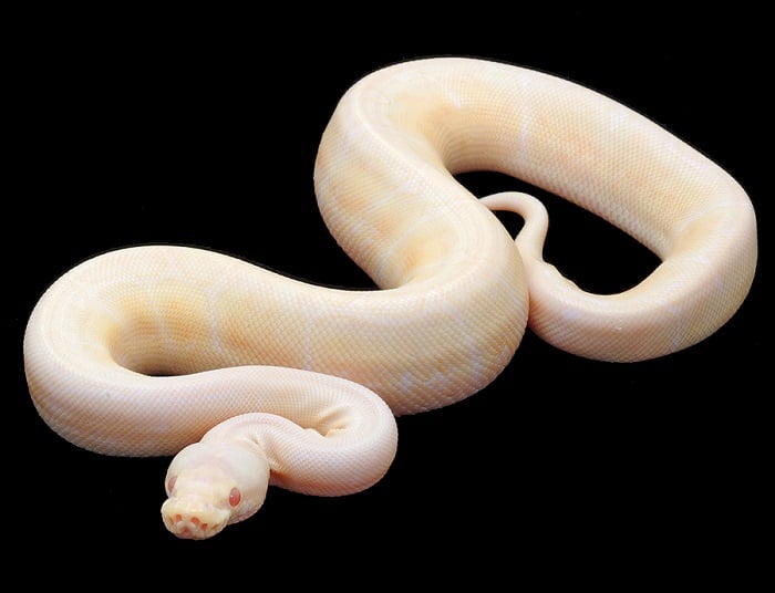 Animal Albinism Python