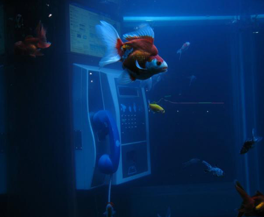 Telequarium Installation