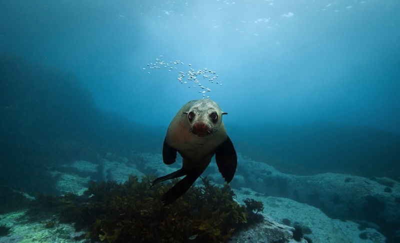 Australian Fur Seals 1