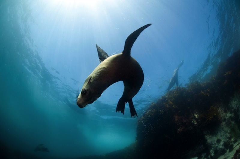 Australian Fur Seals 2