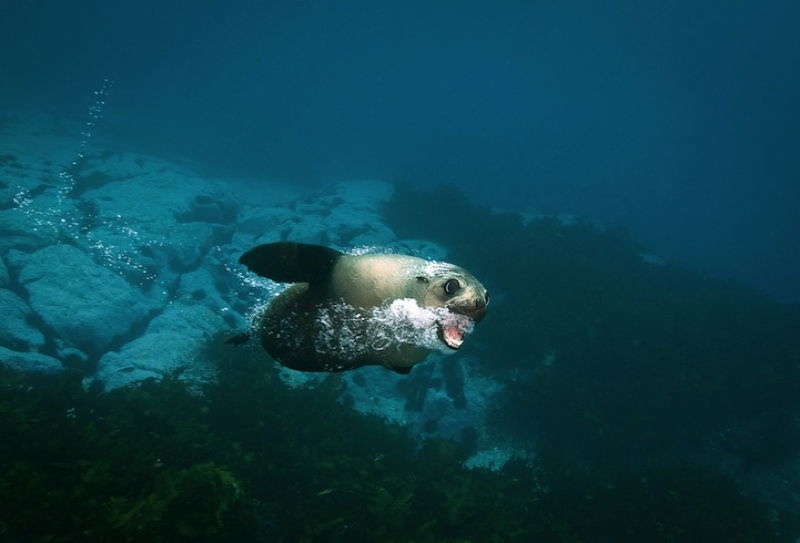 Australian Fur Seals 3