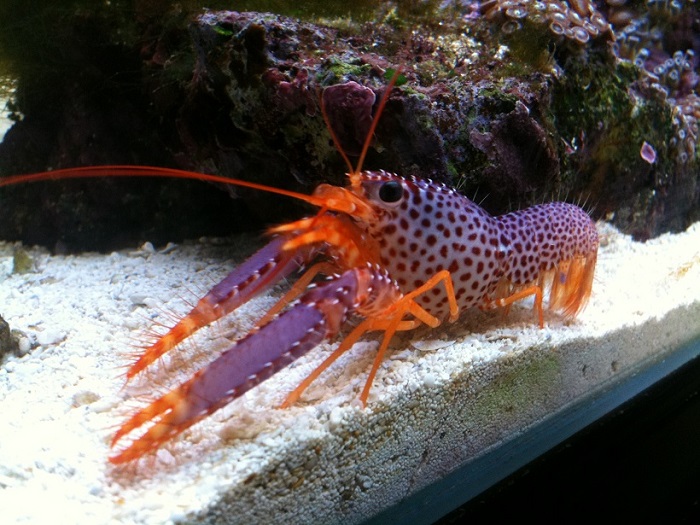 Debelius Lobster