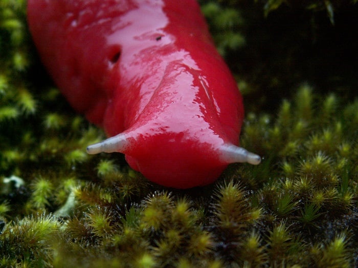 Incredibly Colorful Animals Pink Slug