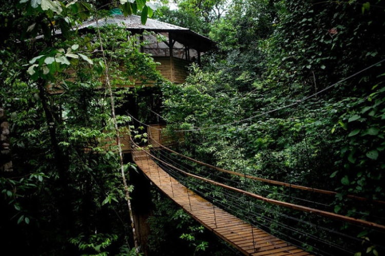 Sustainable Treehouse 1
